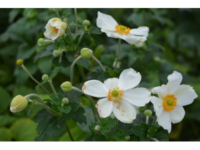 Anemone