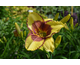 Hemerocallis Punxsutawney Phil