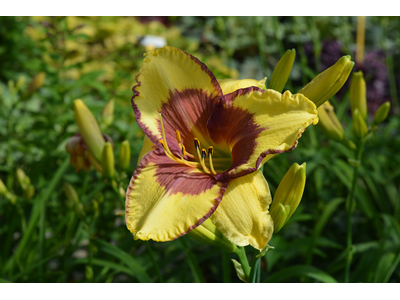 Hemerocallis