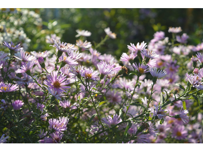 Aster dumosus