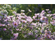 Aster dumosus Peter Harrison