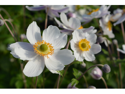 Anemone