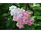 Hydrangea paniculata Fraise Melba ®