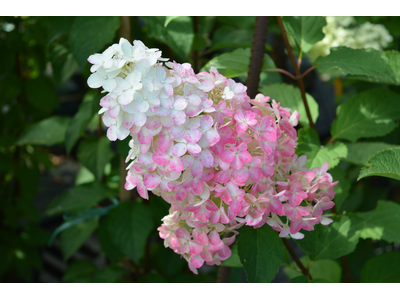 Hydrangea paniculata