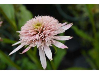 Echinacea purpurea