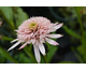 Echinacea purpurea Cherry Fluff