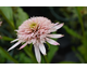 Echinacea purpurea