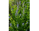 Agastache Blue Fortune ®