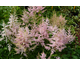 Astilbe