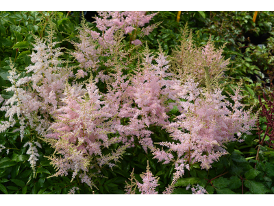 Astilbe