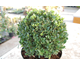 Ilex crenata Dark Green