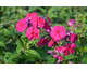 Phlox paniculata Adessa ® Special Fire