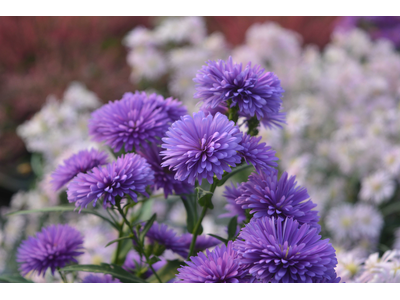 Aster novi-belgii