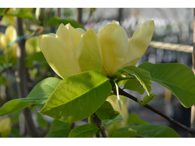 Magnolia (acuminata x brooklynensis)