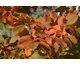 Carpinus betulus Rockhampton Red ®