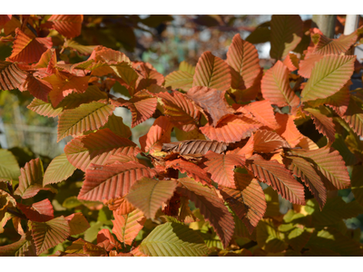 Carpinus betulus