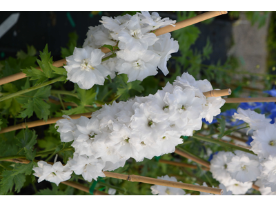 Delphinium elatum