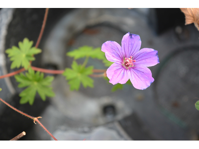 Geranium 