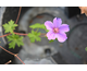 Geranium  Light Dilys