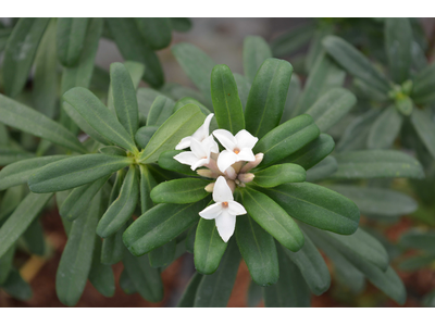 Daphne transatlantica