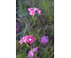 Dianthus superbus Primadonna