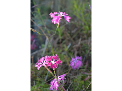 Dianthus superbus