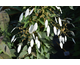 Schizophragma hydrangeoides