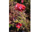 Dianthus superbus Crimsonia