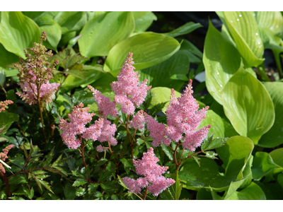 Astilbe arendsii