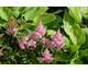 Astilbe arendsii Nikki ®
