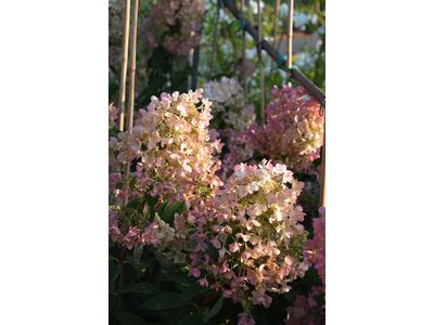 Hydrangea paniculata