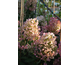 Hydrangea paniculata