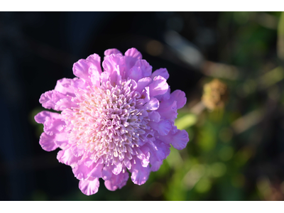 Scabiosa