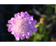 Scabiosa
