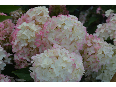 Hydrangea paniculata