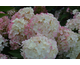 Hydrangea paniculata Pinkachu ® PW