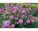 Anemone Carmen ®
