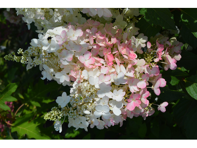 Hydrangea paniculata