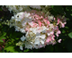 Hydrangea paniculata Candlelight