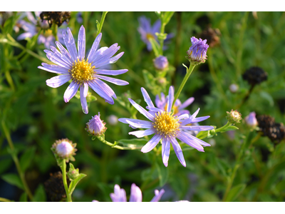 Aster frikartii
