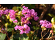 Lagerstroemia indica With Love ® Eternal