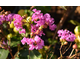 Lagerstroemia indica