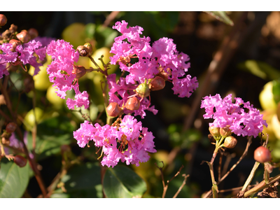 Lagerstroemia indica