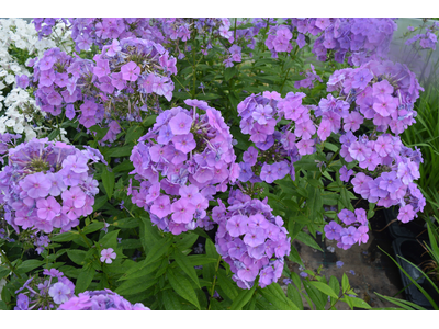 Phlox paniculata