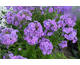 Phlox paniculata Sweet Summer Ocean ®