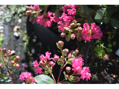 Lagerstroemia indica