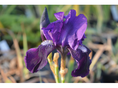 Iris germanica