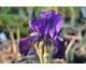 Iris germanica