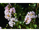 Lagerstroemia indica With Love ® Babe