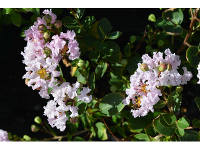 Lagerstroemia indica